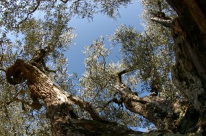 ULIVI ALBERI