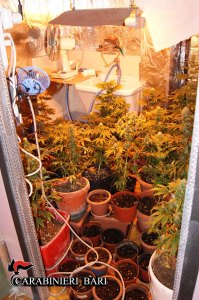 La coltivazione casalinga clandestina