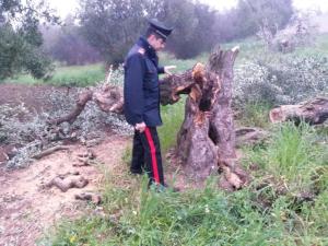 Uno degli ulivi secolari abbattuti