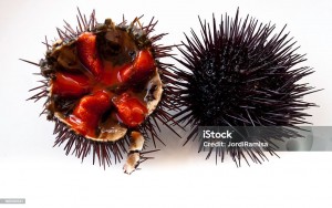 Close-up of sea urchins , ready to eat