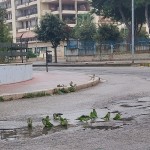 Pappagalli in un quartiere di Bisceglie (foto Luca De Ceglia)