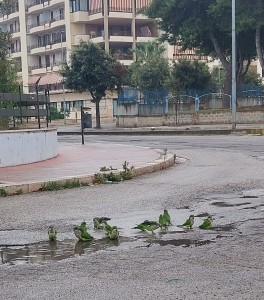Pappagalli in un quartiere di Bisceglie (foto Luca De Ceglia)